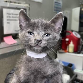 Lecce -  Domestic Short Hair Cat for Adoption in Palm Springs, California - Lecce | PetCurious