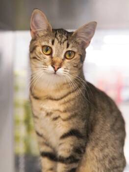 Roselle -  Domestic Short Hair Cat for Adoption in Adrian, Michigan - Roselle | PetCurious