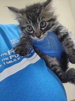 Cheesy Gordita Crunch -  Domestic Short Hair Cat for Adoption in Kennewick, Washington - Cheesy Gordita Crunch | PetCurious