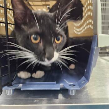 Jumper -  Domestic Short Hair Cat for Adoption in Greensboro, North Carolina - Jumper | PetCurious
