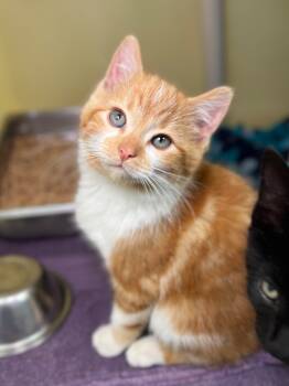 Rescue Domestic Short Hair Cats for Adoption in Menomonie, Wisconsin - Little Rock | PetCurious
