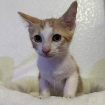 Petter -  Domestic Short Hair Cat for Adoption in Liverpool, Texas - Petter | PetCurious