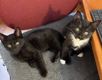 Domestic Short Hair Cats Available for Adoption in San Jose, California - Pony | PetCurious