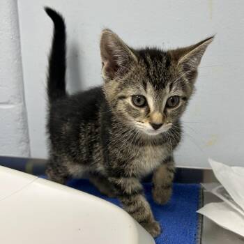 Domestic Short Hair Cats Available for Adoption in Indianapolis, Indiana - Parmesan | PetCurious