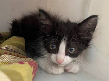 KIKO -  Domestic Short Hair Cat for Adoption in Rowlett, Texas - KIKO | PetCurious