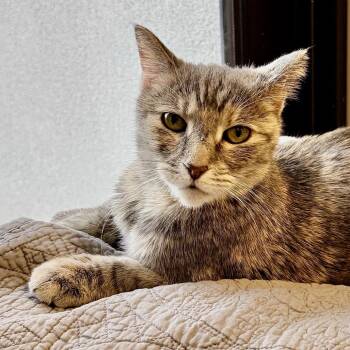 Domestic Medium Hair Cats Available for Adoption in Palm Springs, California - Cudi | PetCurious
