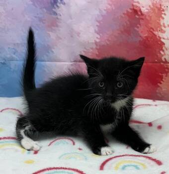 Domestic Short Hair Cats Available for Adoption in Washington Court House, Ohio - Ethan | PetCurious