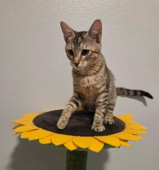 Jessica -  Domestic Short Hair Cat for Adoption in Sedalia, Colorado - Jessica | PetCurious