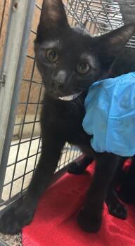 Band #1 -  Domestic Short Hair Cat for Adoption in Honolulu, Hawaii - Band #1 | PetCurious