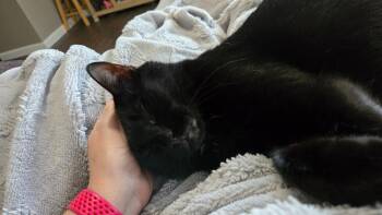 Salt -  Domestic Short Hair Cat for Adoption in San Antonio, Texas - Salt | PetCurious