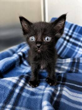 Jagger -  Domestic Short Hair Cat for Adoption in Kemp, Texas - Jagger | PetCurious