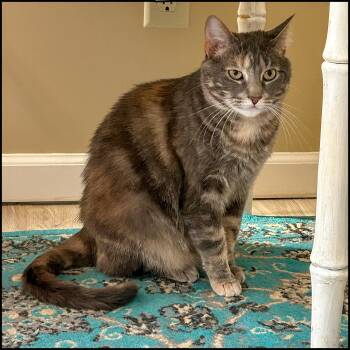 Rescue Domestic Short Hair and Tabby Cats for Adoption in Roswell, Georgia - Kaper | PetCurious