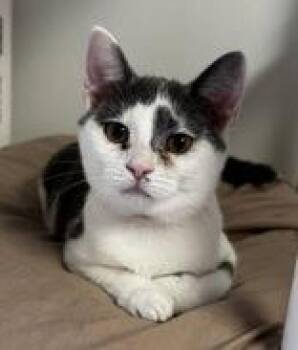Emersyn -  Domestic Short Hair Cat for Adoption in Portsmouth, Ohio - Emersyn | PetCurious