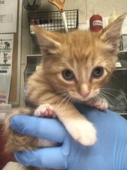 CREAM CHEESE -  Domestic Short Hair Cat for Adoption in Conroe, Texas - CREAM CHEESE | PetCurious