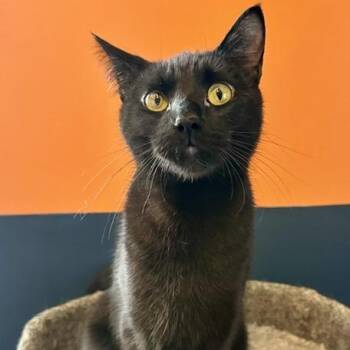 Boomer -  Domestic Short Hair Cat for Adoption in Saint Paul, Minnesota - Boomer | PetCurious