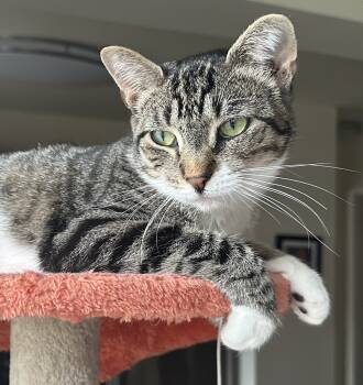 Rescue Domestic Short Hair Cats for Adoption in Westwood, New Jersey - Zoey | PetCurious