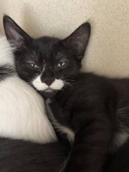 Marley - I AM AT PetSmart Framingham -  Domestic Short Hair Cat for Adoption in East Brookfield, Massachusetts - Marley - I AM AT PetSmart Framingham | PetCurious