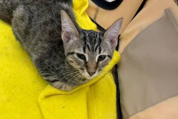 Domestic Short Hair Cats Available for Adoption in Hamburg, New York - Hector  | PetCurious