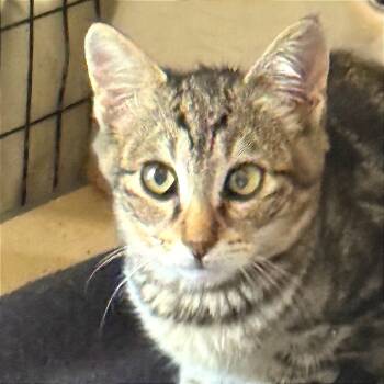 Rescue Domestic Short Hair Cats for Adoption in Redwood Valley, California - 12 | PetCurious