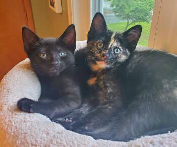 Dash & Donut -  Domestic Short Hair Cat for Adoption in Medfield, Massachusetts - Dash & Donut | PetCurious