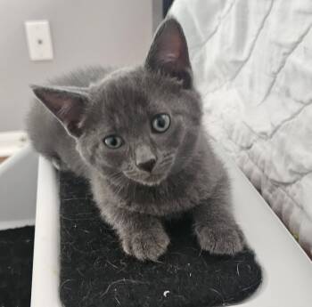 Chianti 4.27.26 (PS) -  Domestic Short Hair Cat for Adoption in Apopka, Florida - Chianti 4.27.26 (PS) | PetCurious