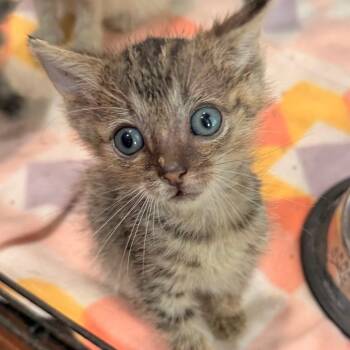 Jinx -  Domestic Short Hair Cat for Adoption in Duncan, Oklahoma - Jinx | PetCurious