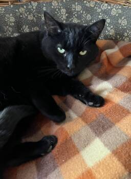 Rescue Domestic Short Hair Cats for Adoption in Sainte-angèle-de-monnoir, Quebec - MAGALIE (CR/SC) | PetCurious