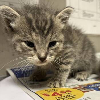 Lisa -  Domestic Medium Hair Cat for Adoption in Yuma, Arizona - Lisa | PetCurious