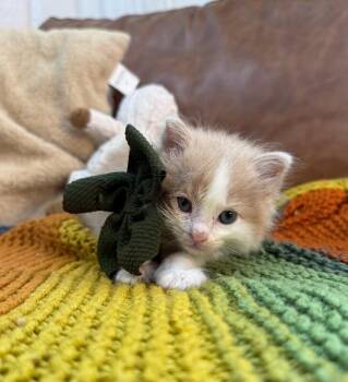 Tabby and Domestic Medium Hair Cats Available for Adoption in Friendswood, Texas - Che Bello | PetCurious