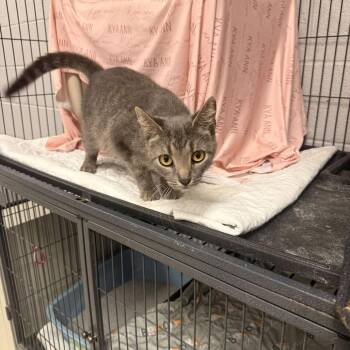 Harmony-C -  Domestic Short Hair Cat for Adoption in East St. Louis, Illinois - Harmony-C | PetCurious