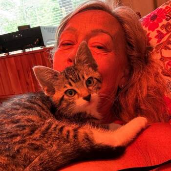 Stevie -  Domestic Short Hair Cat for Adoption in Franklin, Tennessee - Stevie | PetCurious