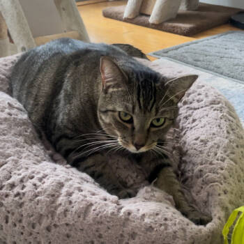 Rescue Domestic Short Hair Cats for Adoption - Puffin | PetCurious