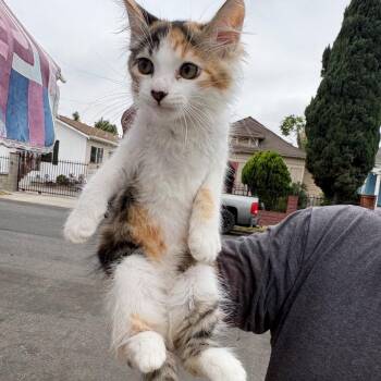 Patsy -  Domestic Short Hair Cat for Adoption in Los Angeles, California - Patsy | PetCurious