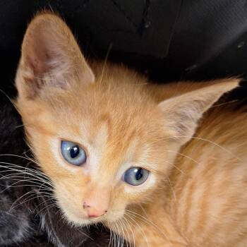 Angela -  Domestic Short Hair Cat for Adoption in Chattanooga, Tennessee - Angela | PetCurious