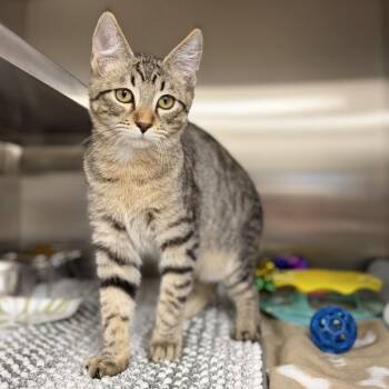 Sphinx -  Domestic Short Hair Cat for Adoption in Bullhead City, Arizona - Sphinx | PetCurious