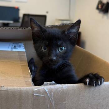 Goose 30 -  Domestic Short Hair Cat for Adoption in Austin, Texas - Goose 30 | PetCurious
