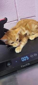 Rescue Domestic Short Hair Cats for Adoption in El Paso, Texas - 59766487 | PetCurious