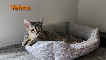 Velma (siblings are Shaggy & Freddy) -  Tabby Cat for Adoption in Brighton, Michigan - Velma (siblings Are Shaggy & Freddy) | PetCurious