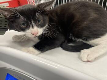 A1926363 -  Domestic Short Hair Cat for Adoption in Thousand Palms, California - A1926363 | PetCurious
