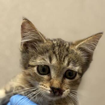 Clark Clawnt -  Domestic Short Hair Cat for Adoption in San Antonio, Texas - Clark Clawnt | PetCurious
