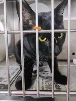 HAMAL -  Domestic Short Hair Cat for Adoption in San Bernardino, California - HAMAL | PetCurious