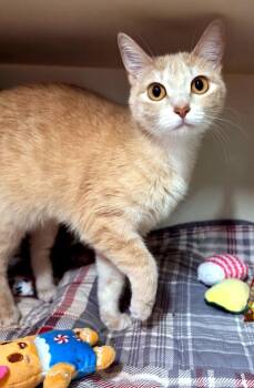 Susie May -  Domestic Short Hair Cat for Adoption in Bloomington, Indiana - Susie May | PetCurious