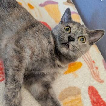 Bubbles -  Domestic Short Hair Cat for Adoption in Temecula, California - Bubbles | PetCurious