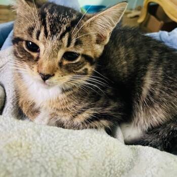 Rescue Domestic Short Hair Cats for Adoption in Lynchburg, Virginia - Twiddle Dum | PetCurious