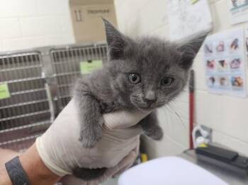 SIMONE -  Domestic Short Hair Cat for Adoption in Santa Fe, New Mexico - SIMONE | PetCurious