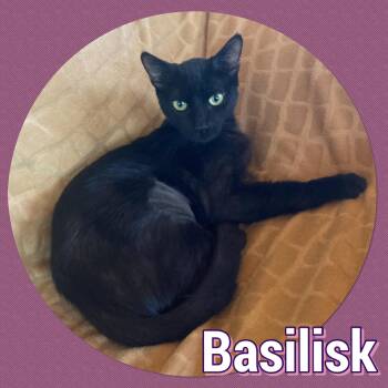 Rescue Domestic Short Hair Cats for Adoption in Tucson, Arizona - Basilisk | PetCurious