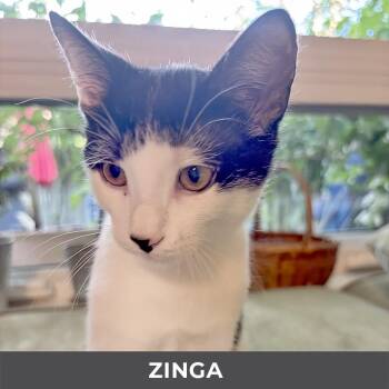 Zinga -  Domestic Short Hair Cat for Adoption in Toronto, Ontario - Zinga | PetCurious