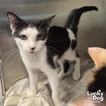 Domestic Short Hair Cats Available for Adoption in Washington, District Of Columbia - Kei | PetCurious