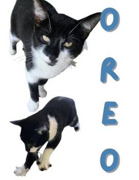 Oreo Blizzard -  Domestic Short Hair Cat for Adoption in Columbus, Indiana - Oreo Blizzard | PetCurious