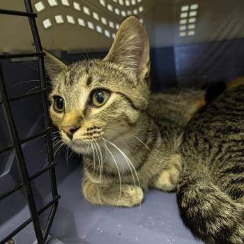 Football -  Domestic Short Hair Cat for Adoption in Columbia, Missouri - Football | PetCurious